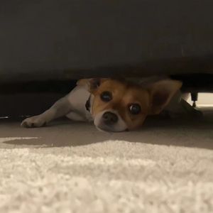 有黄有粗美女视频
